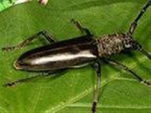 柏雙條天牛 柏雙條天牛