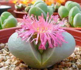 金鈴[番杏科銀葉花屬植物]