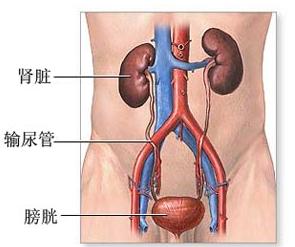 巰甲丙脯酸腎損害