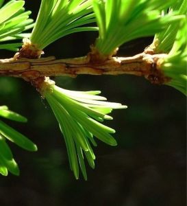 綠果黃花落葉松