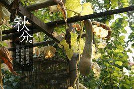 秋至 秋至