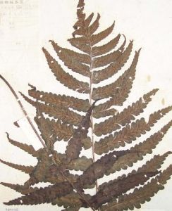 鱗軸短腸蕨 鱗軸短腸蕨