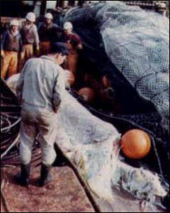 日本1977年海怪屍體事件