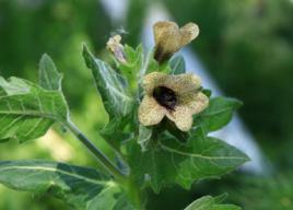 天仙子[茄科植物天仙子]