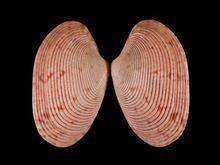 灣錦蛤目 灣錦蛤目