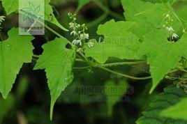 峨眉裂瓜 峨眉裂瓜