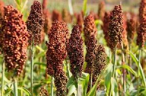 高粱[禾本科高粱屬草本植物]