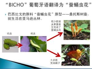 bicho比戈 bicho比戈