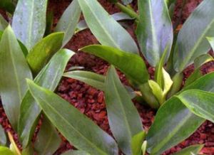 美國金鑽蔓綠絨 美國金鑽蔓綠絨