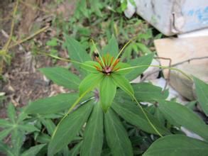 竹節人參葉 竹節人參葉