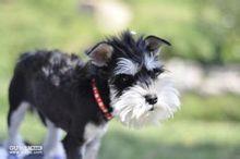 迷你雪納瑞犬[雪納瑞犬品種]