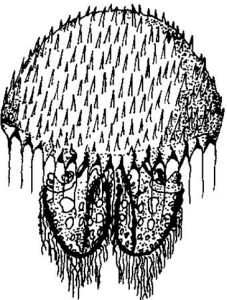 葉腕水母 葉腕水母