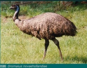 鴯鶓 Dromaius novaehollandiae