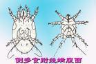 側多食跗線蟎 側多食跗線蟎