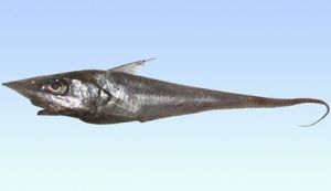 平刺腔吻鱈 平刺腔吻鱈