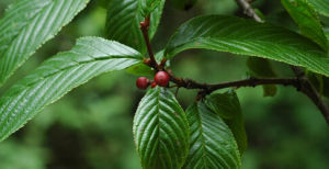 陷脈鼠李 陷脈鼠李