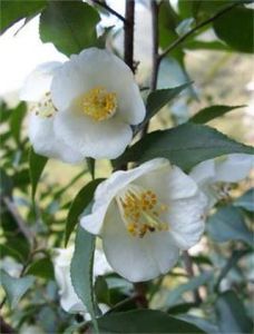 大花尖連蕊茶 大花尖連蕊茶