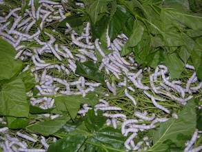 傘形蜈蚣藻 傘形蜈蚣藻