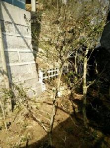 珍珠黃楊 珍珠黃楊