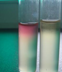 吲哚實驗 吲哚實驗