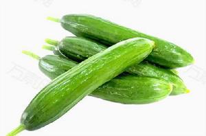 無刺微型黃瓜 無刺微型黃瓜
