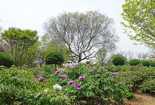 黃尖牡丹園高清組圖