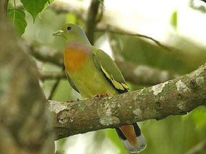 橙胸綠 橙胸綠