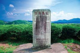 矮腳烏龍 矮腳烏龍