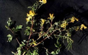 絲葉紫堇 絲葉紫堇