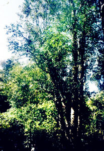 巴達茶樹王 巴達茶樹王