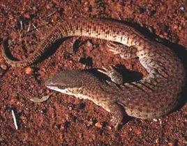 短尾巨蜥 短尾巨蜥