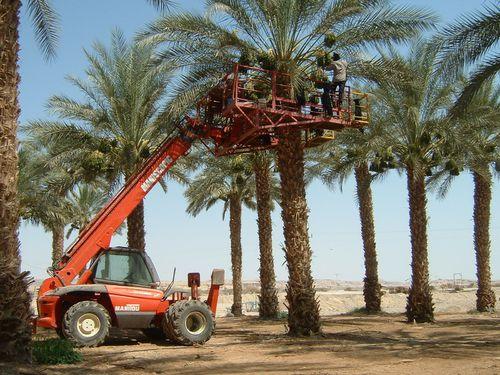 以色列的椰棗滴水灌溉技術種植