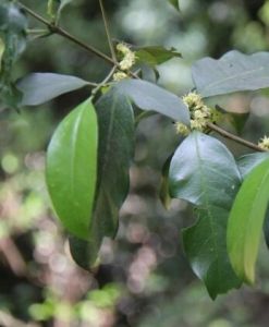 東坡元修菜 東坡元修菜