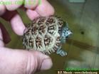 墨西哥巨型麝香龜