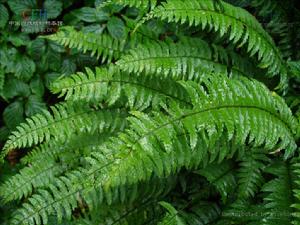 長葉耳蕨 長葉耳蕨