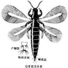 稻管薊馬形態特徵