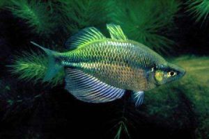 銀漢魚目 銀漢魚目