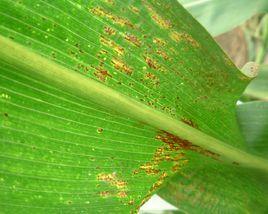 玉米褐斑病 玉米褐斑病