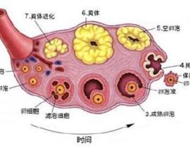 優勢卵泡 優勢卵泡