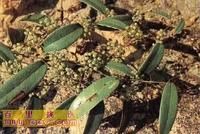 土茯苓--原植物