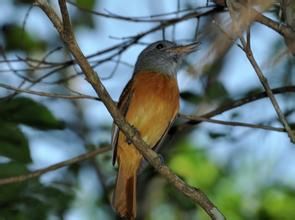 灰頭阿蒂霸鶲 灰頭阿蒂霸鶲