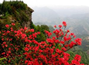 鴨石紅豆杉景區 鴨石紅豆杉景區