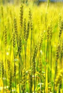 寧春5號 寧春5號