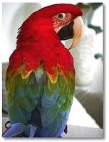 紅綠金剛鸚鵡