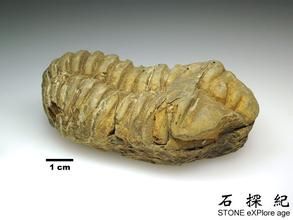 愛爾納蟲 愛爾納蟲