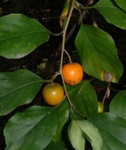 對萼獼猴桃 對萼獼猴桃