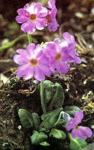 厚葉苞芽報春 厚葉苞芽報春