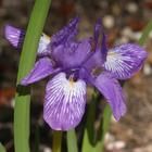 雲南鳶尾 雲南鳶尾