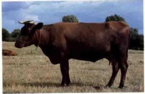 德國菲納克韋牛 德國菲納克韋牛