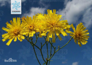 中亞山柳菊 中亞山柳菊